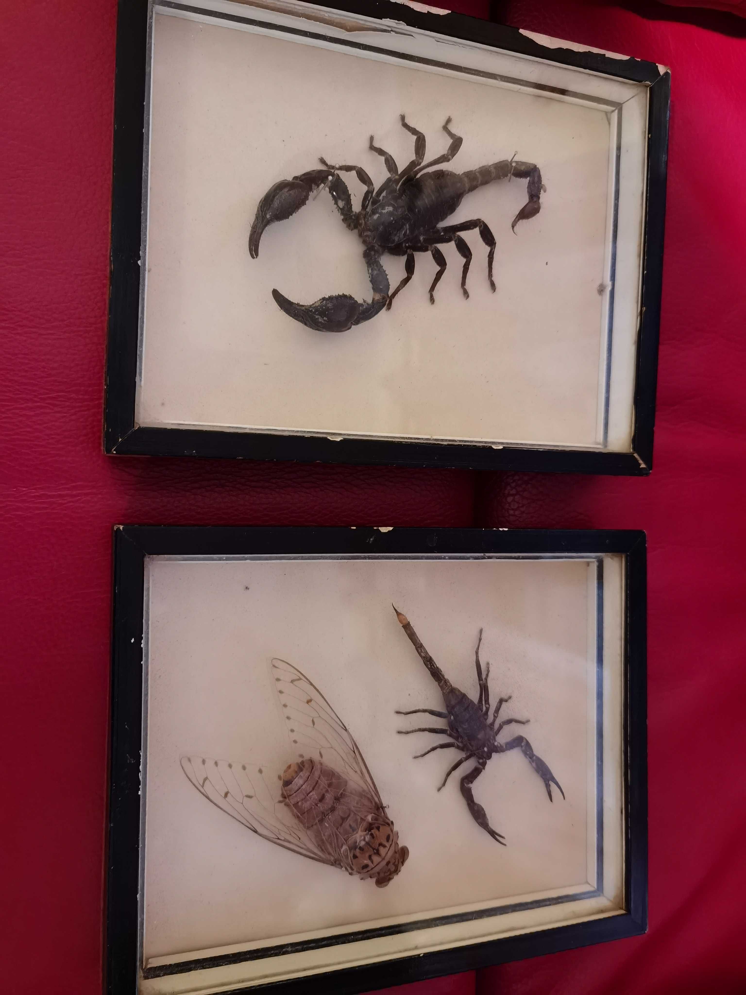 quadros decorativos com insectos