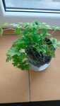 Anginka Geranium Cytrynka lecznicza kwiat doniczkowy