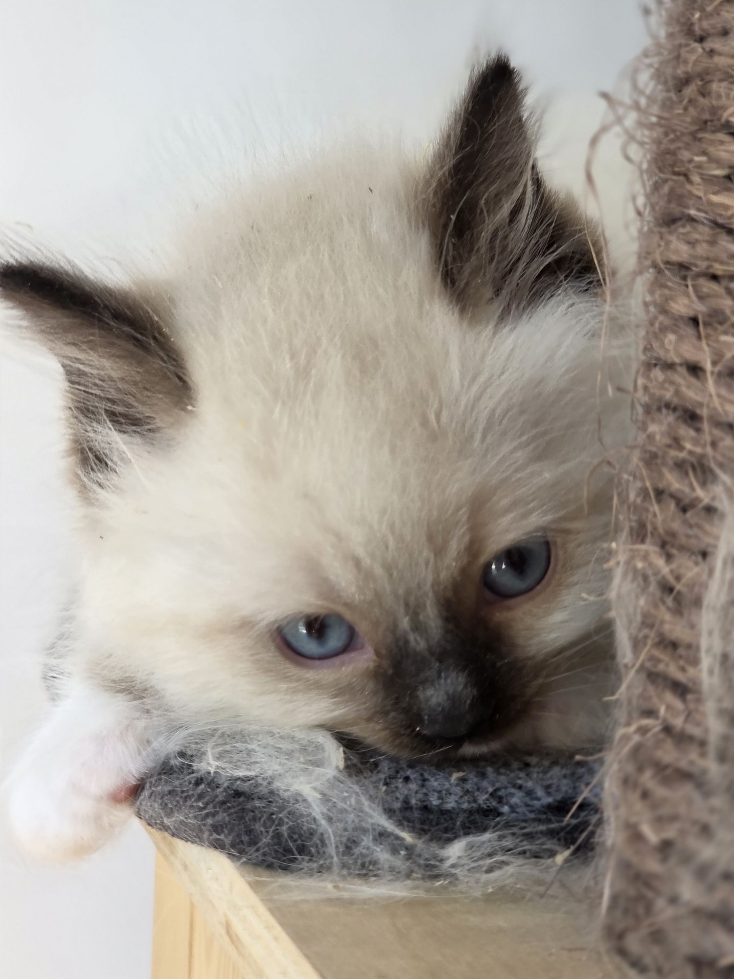 Kot RAGDOLL po przepięknych rodzicach!!