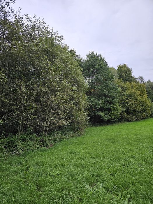 Oddam drewno w zamian za wycięcie