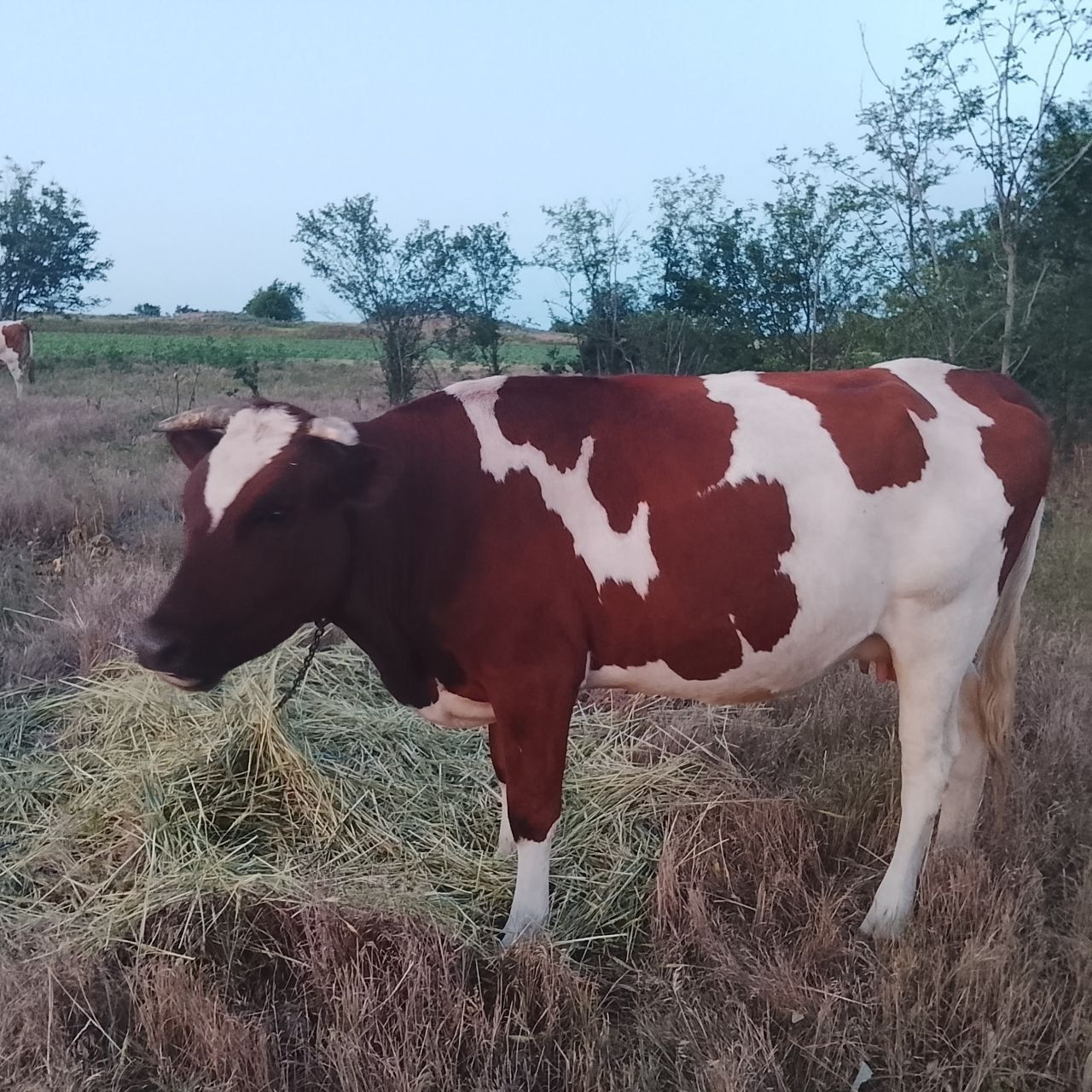 продам молоду корову