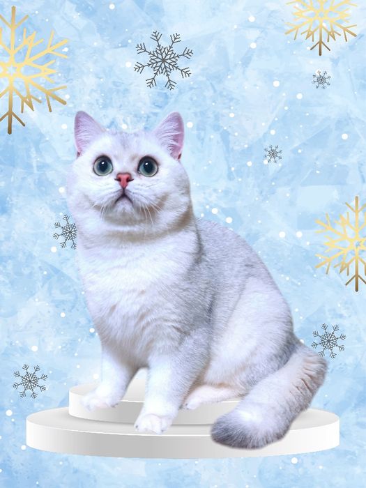 Срібляста шиншила