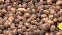 Картопля насіньова 3-5 грн