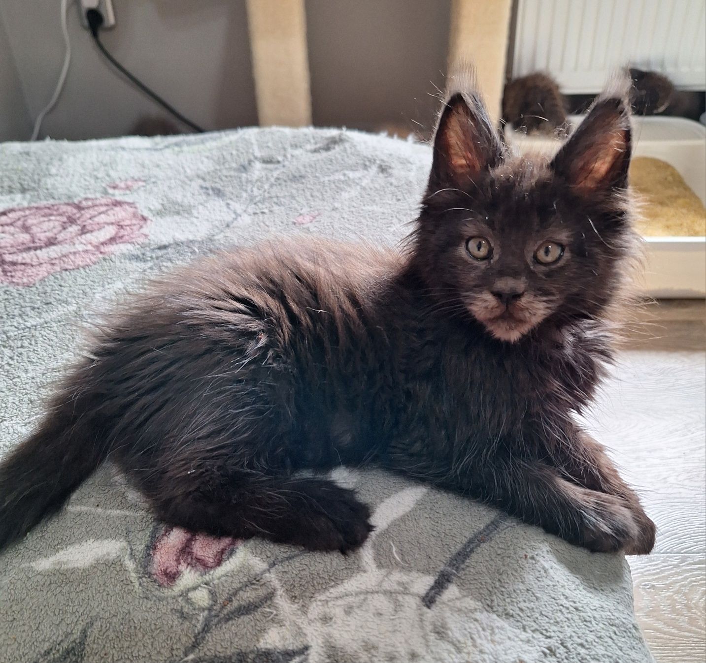 Czarny Maine Coon