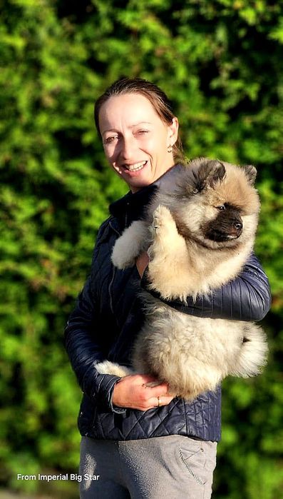 Szpic wilczy keeshond zkwp FCI po championach