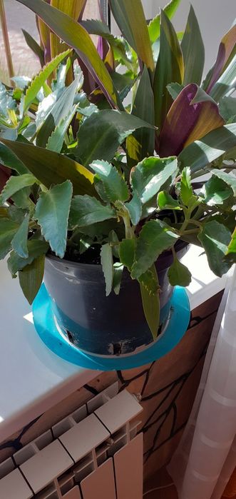 Каланхоэ Дагремона и традесканция Рео