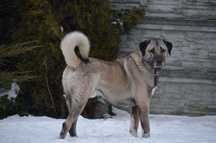 Kangal import Turcja ZKwP FCI