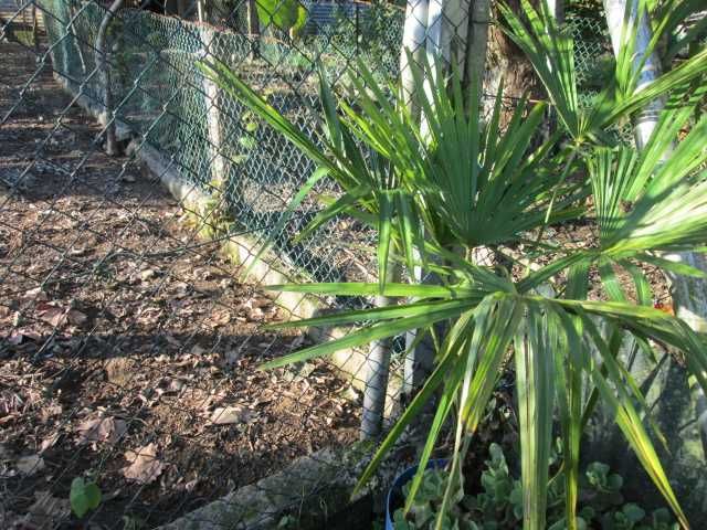 Palmeira  em vazo