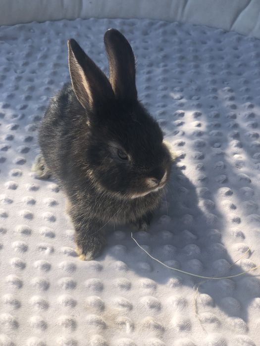 Królik karzełek teddy mini lop mini rez nauczone kuwetowania