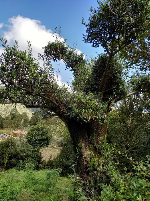 Oliveira para jardim