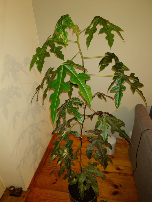 Brachychiton klonolistny