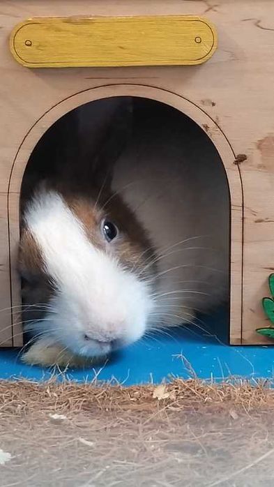 Oddam królika za darmo