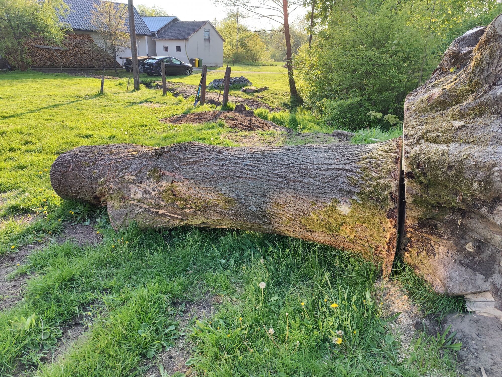 Pień, bal, drzewo lipowe, lipa.