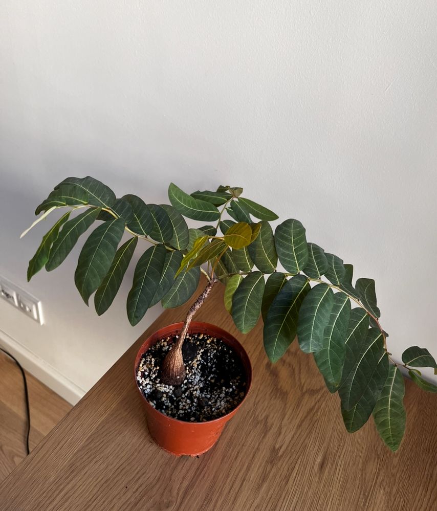 Phyllanthus mirabilis roslina ozdobna