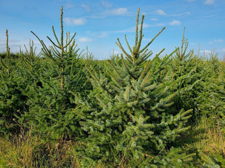 Świerk serbski, Picea OMORICA wys.170-200cm Usługa sadzenia