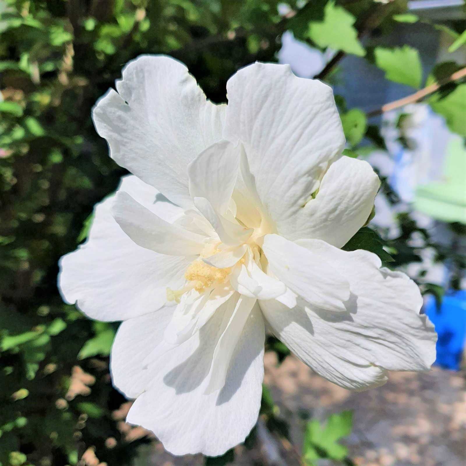 Продам саджанці Гібіскуса  деревоподібного білого "White Chiffon"