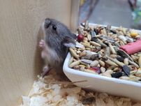 Chomik dżungarski Tina Zoo Zabrze