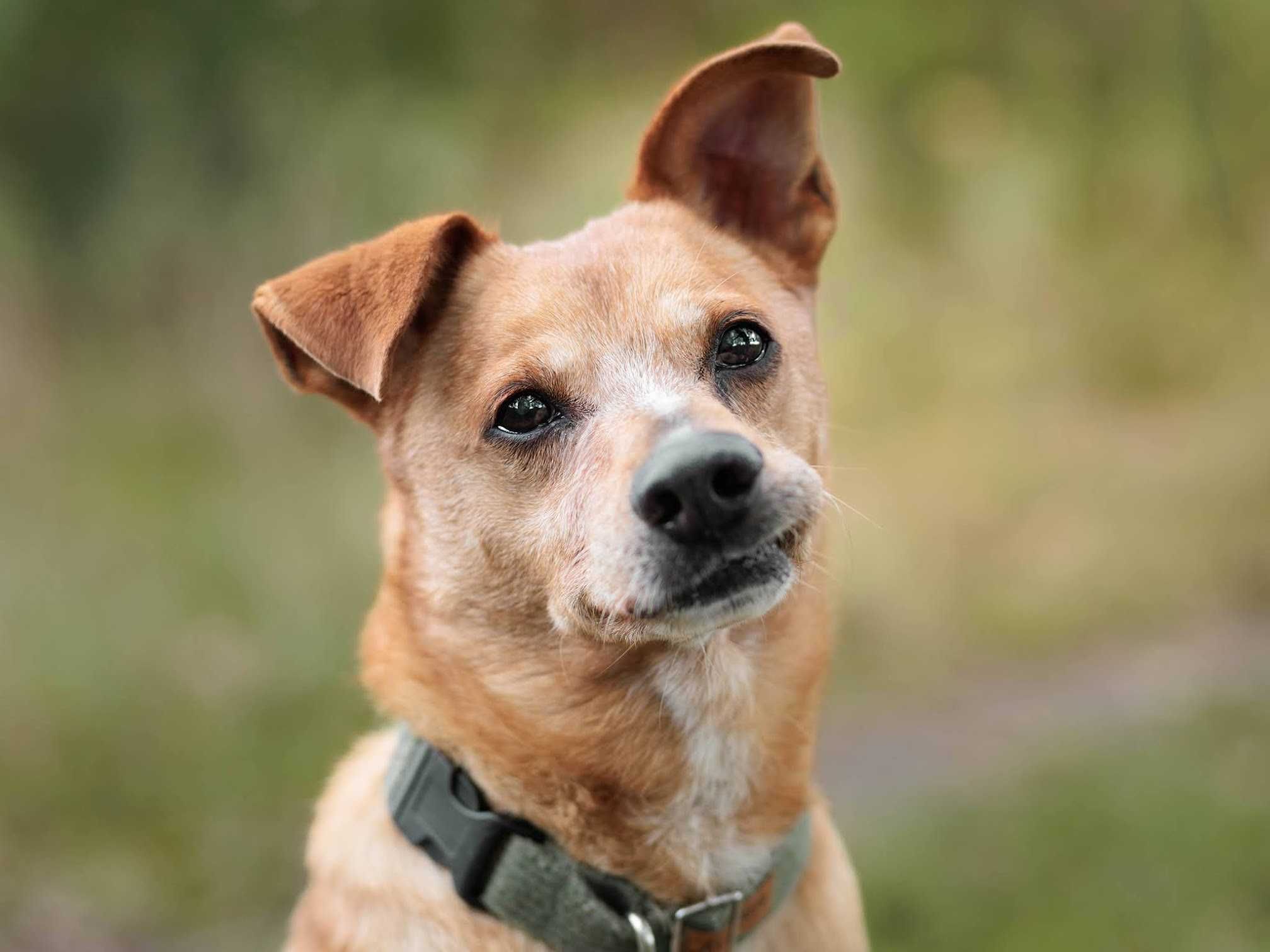 Kochający CHRUPEK poleca się do adopcji!