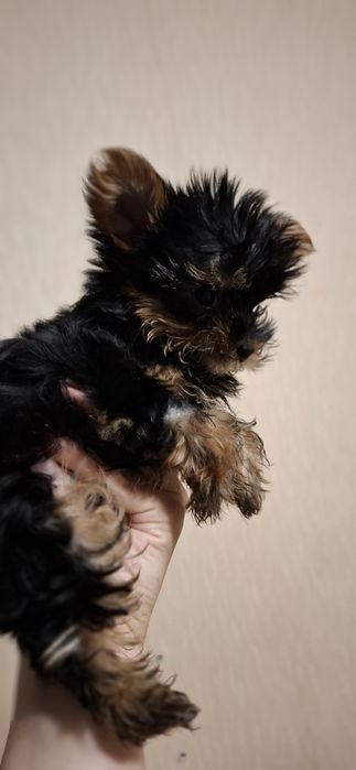 Супер міні дівчинка шукає сім'ю