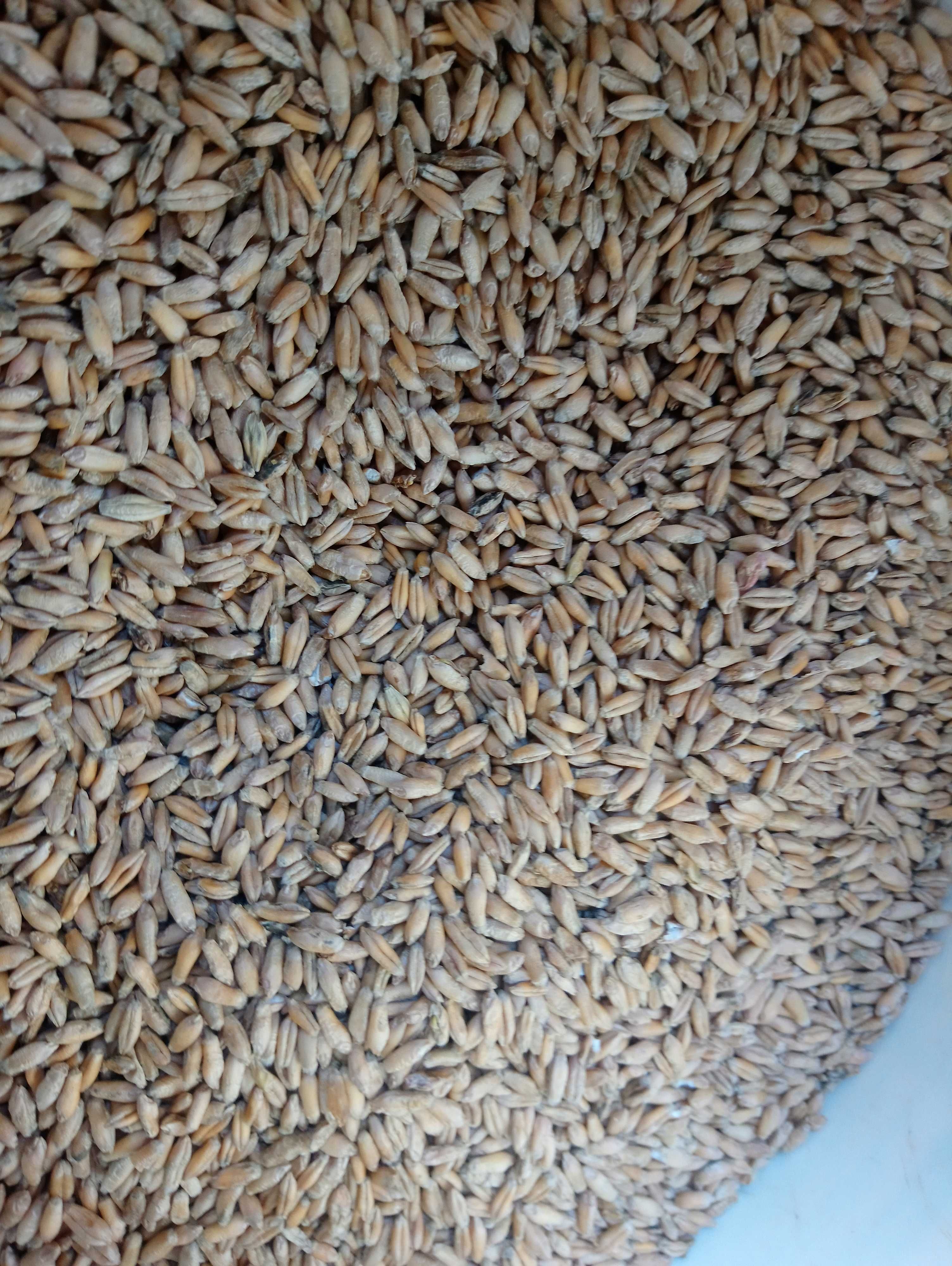 Pszenżyto jare Dublet. Ryby, zanęta, wędkarstwo