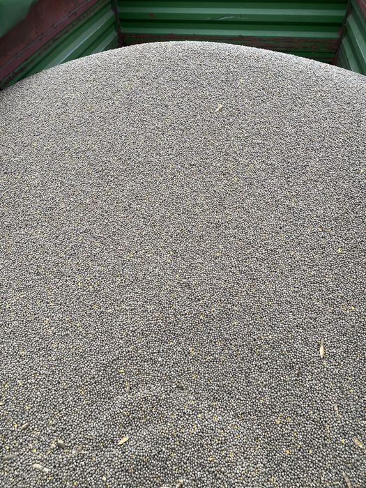 Łubin wąskolistny słodki