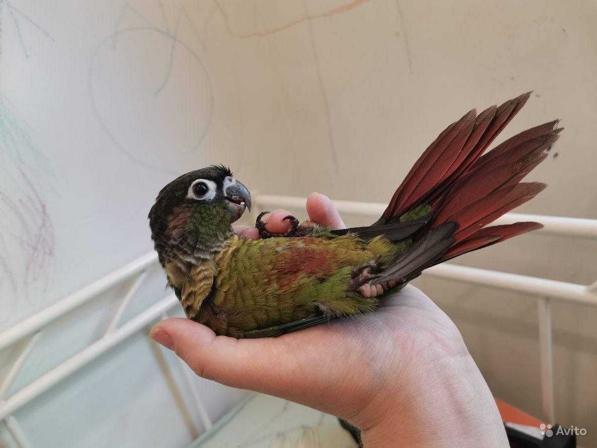 Дивовижні папуги Піррура -барвисті