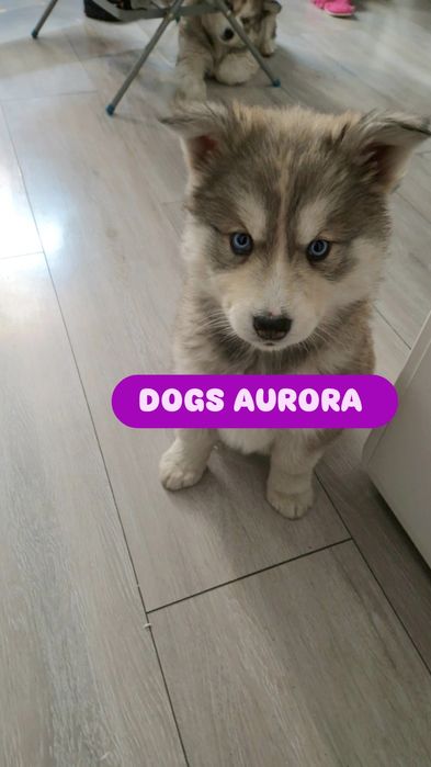 Suczka Husky Szczeniak Niebieskooka