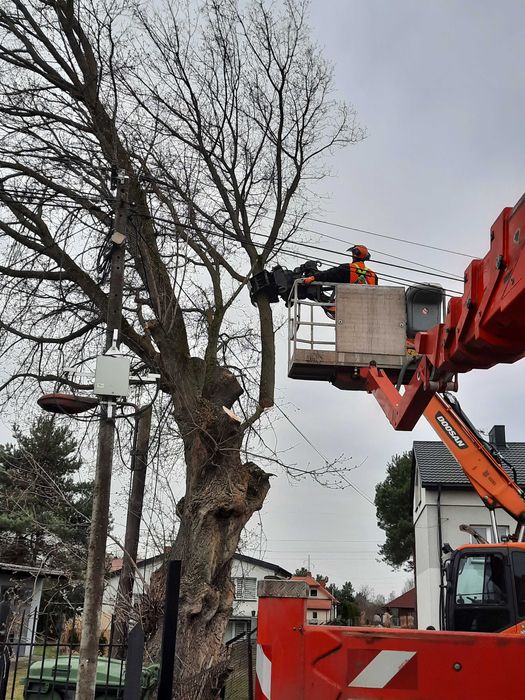 Wycinka drzew, pielegnacja drzew, podnośniki koszowe