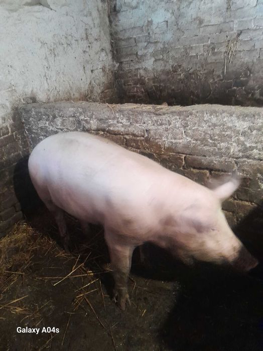 Продам свиню жива вага