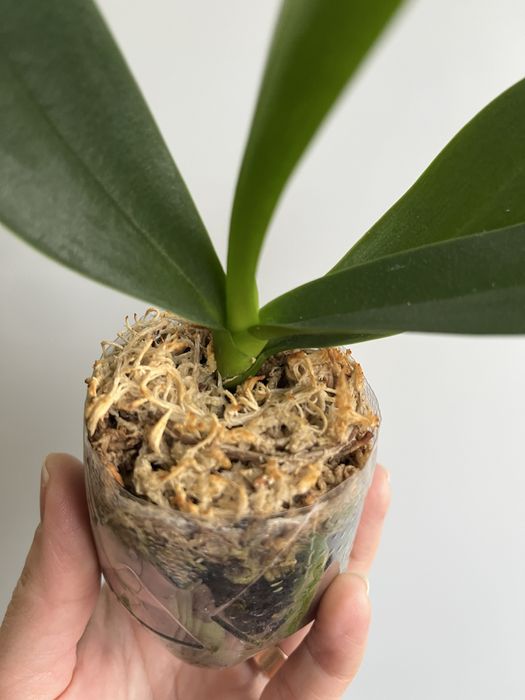 Фаленопсис-сюрприз