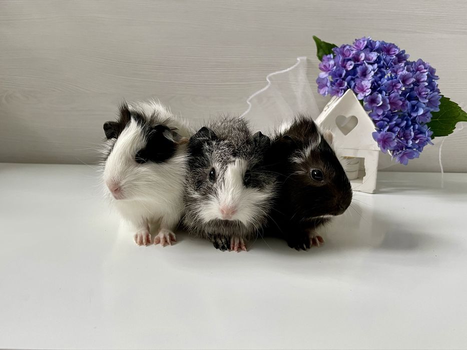 WYJĄTKOWA Świnka Morska Rozetka Samica Samiec