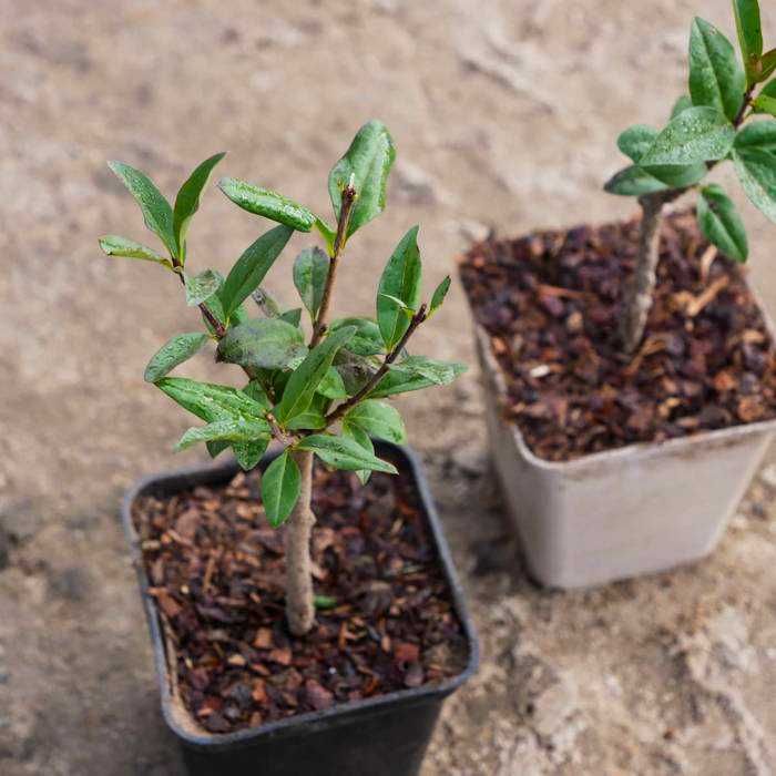 Ligustr Liguster pospolity sadzonki