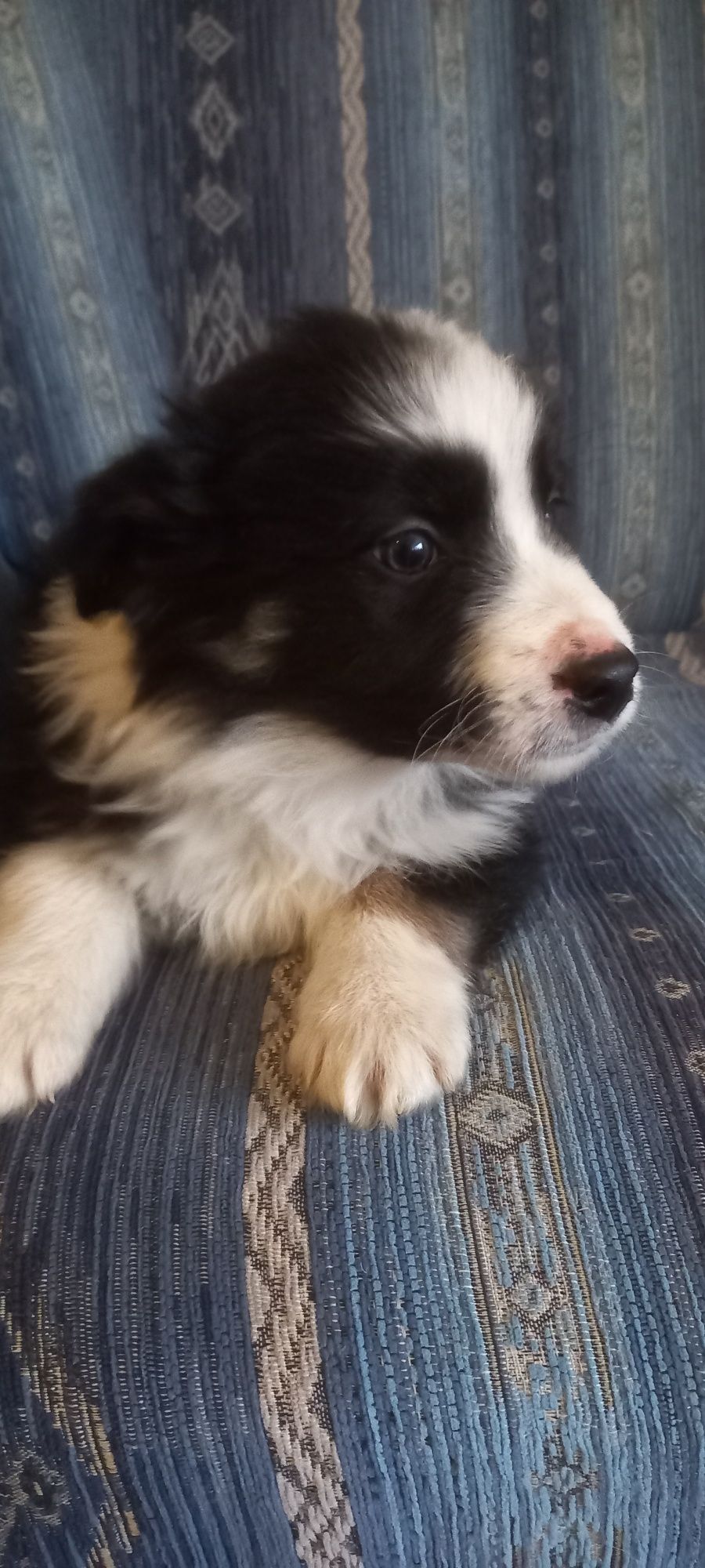Border Collie ur. 09.06.2025 r. (Piesek)