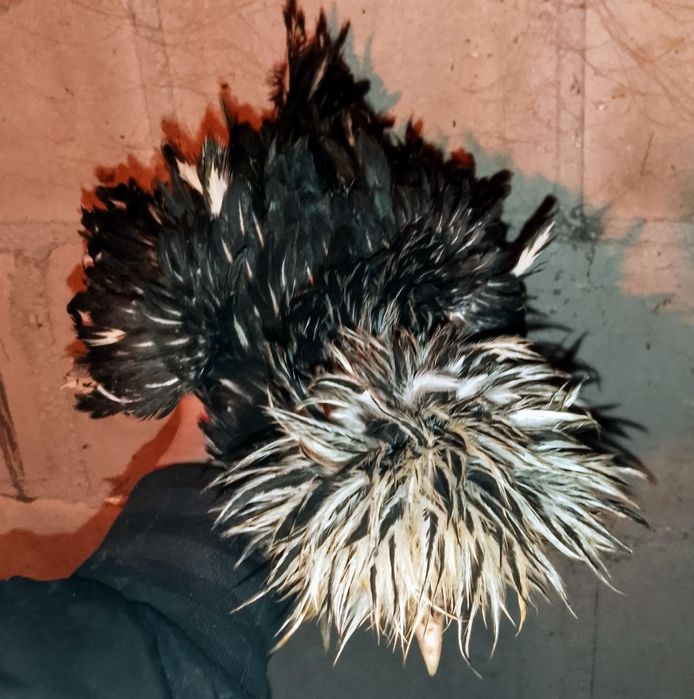 Silki USA silka jedwabista lokowana satynowa