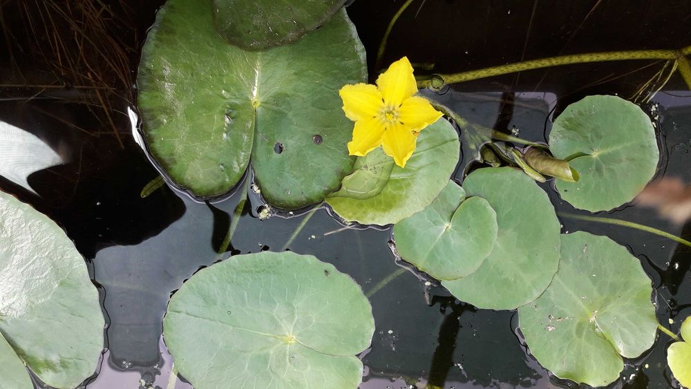 Rośliny wodne, rośliny przybrzeżne , Kamieńsk lesiakowski.pl