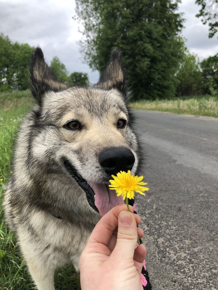 Łagodny i wesoły w typ husky do adopcji