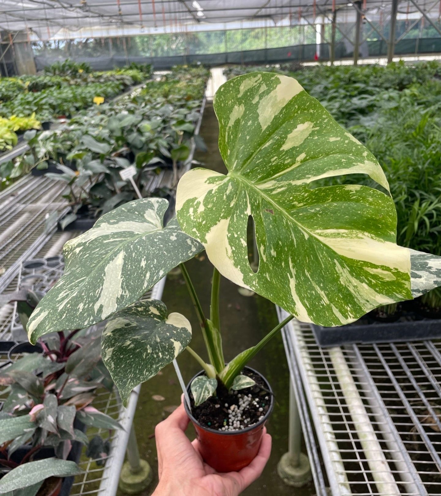 Monstera Thai Constellation