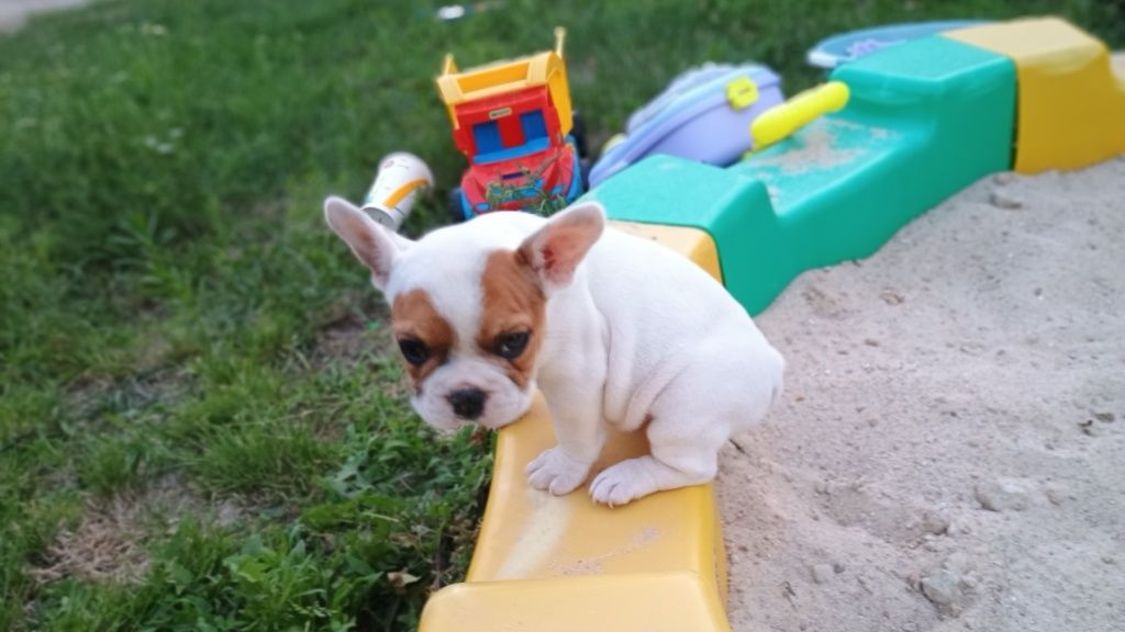 .Buldog francuski