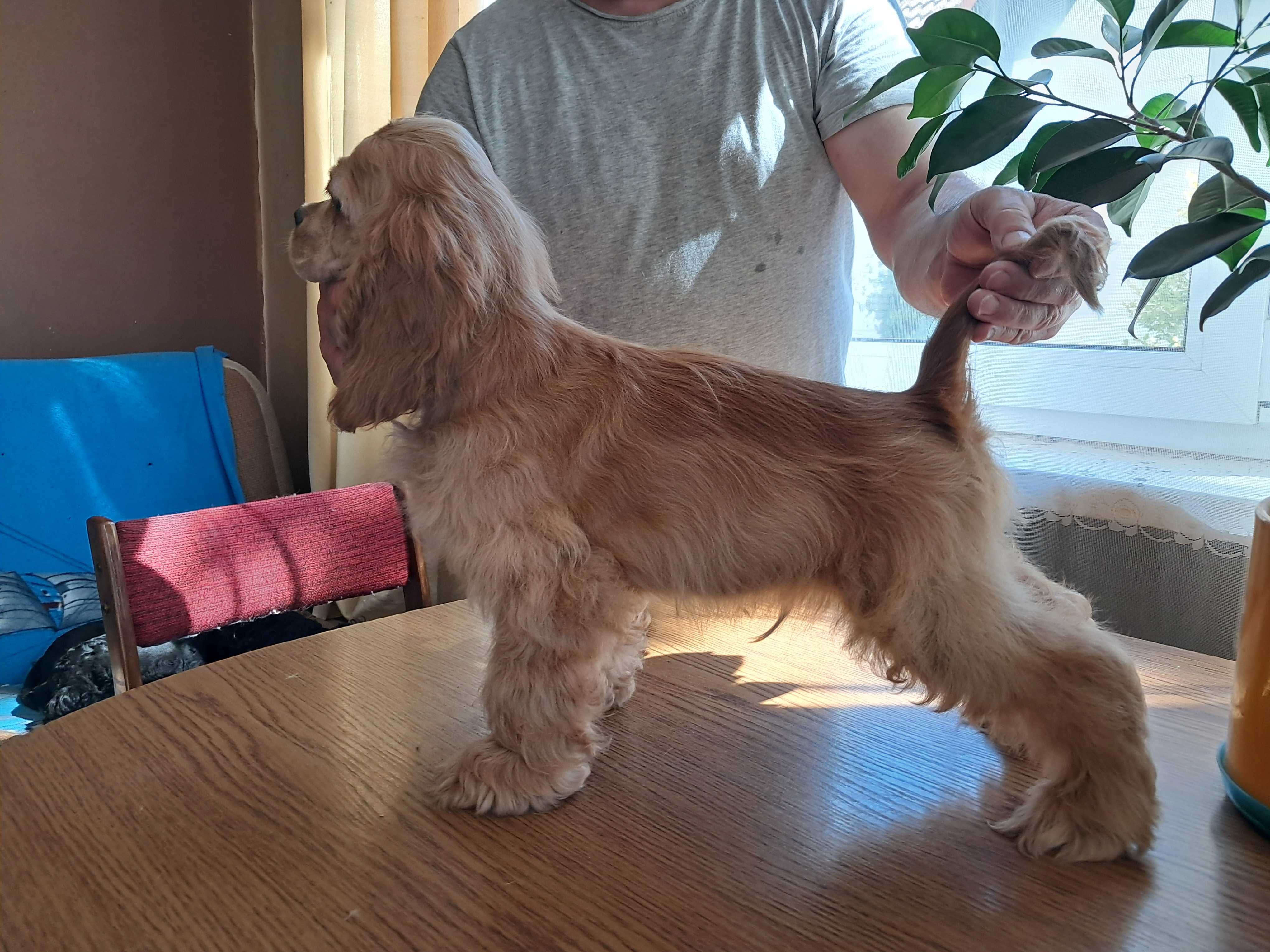 cocker spaniel amerykański