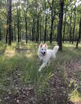Вязка БШО белая швейцарская овчарка
