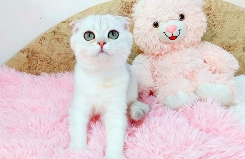 Ооочень ласковый котёночек Серебристый мальчик вислоушка