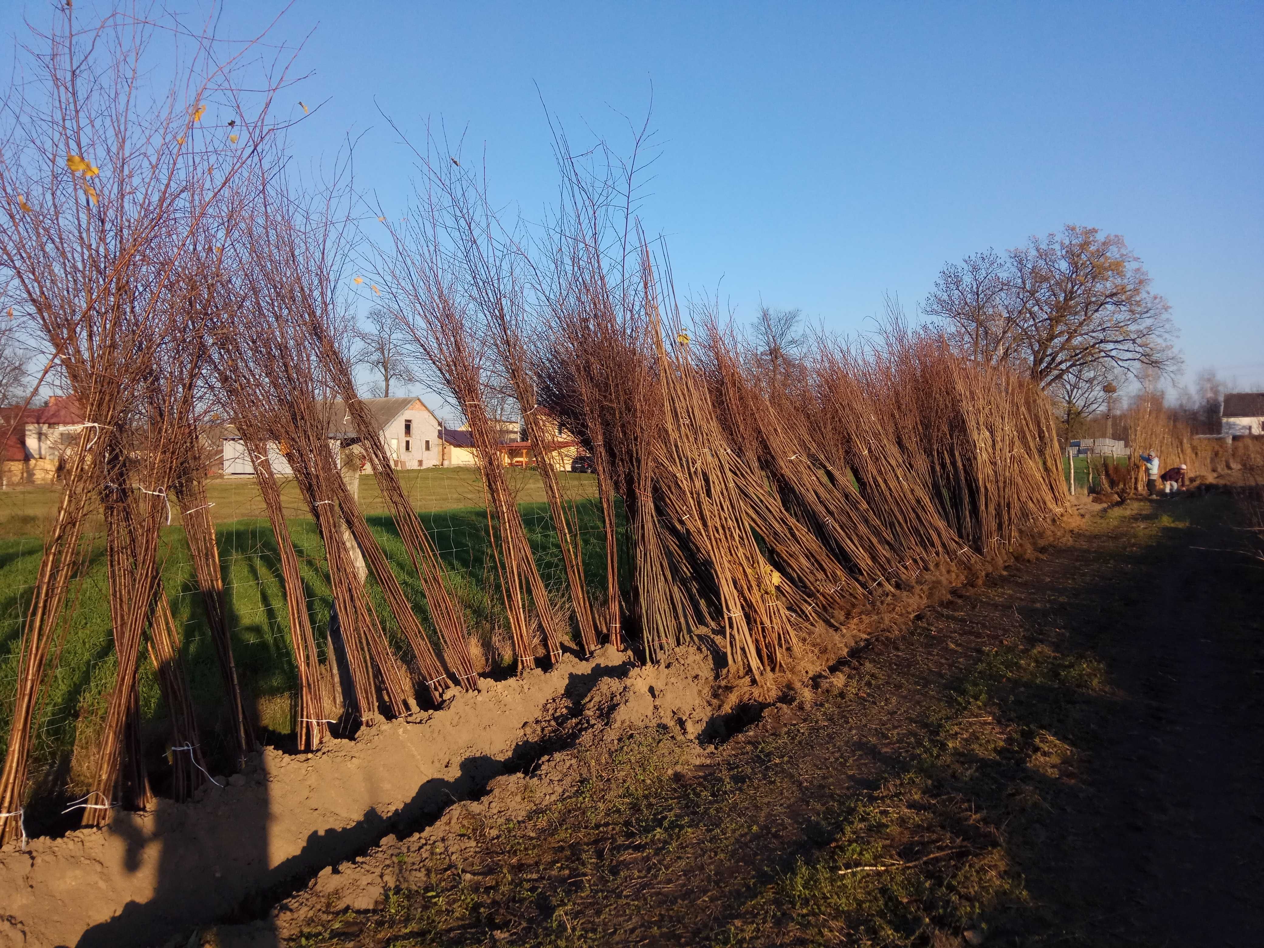 Klon pospolity obw.pnia:4-6,6-8,8-10,10-12,12-14,14-16,16-18cm! duże