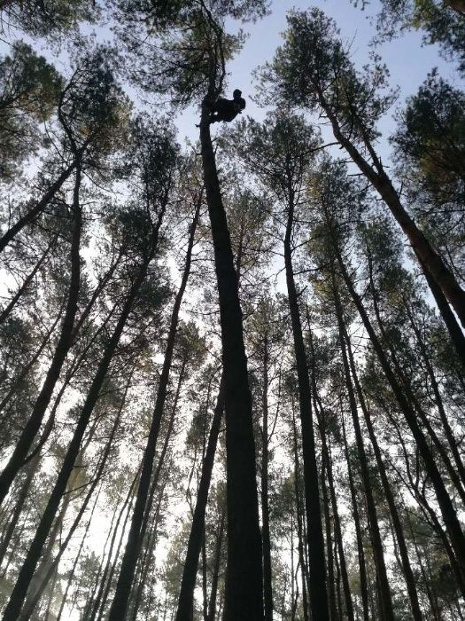 Wycinka drzew,scinka drzew metoda alpinistyczna . Wykaszanie