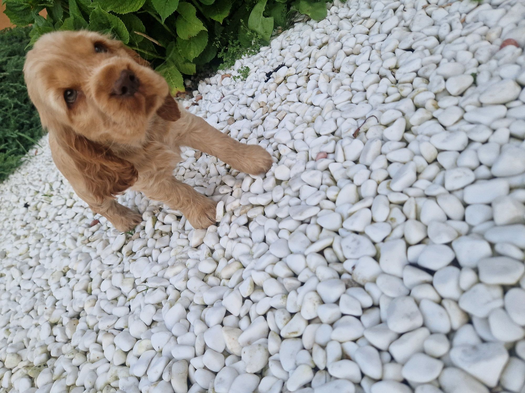 Piesek rudy cocker spaniel angielski