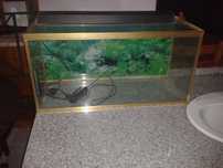Aquario