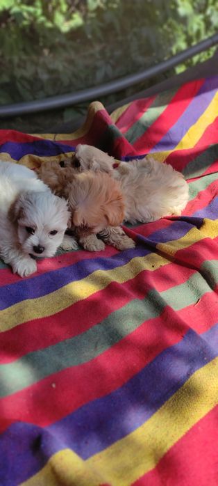 Maltipoo suczka Warszawa pudel maltańczyk