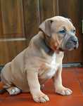 Mocna suczka Amstaff błękitno-płowa