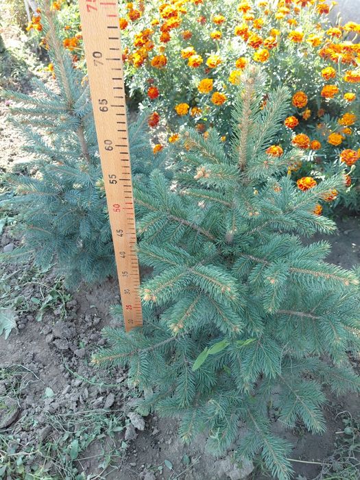 Саджанці блакитна ялинка Маджестік Блю, саженцы ель голубая  Маджестик