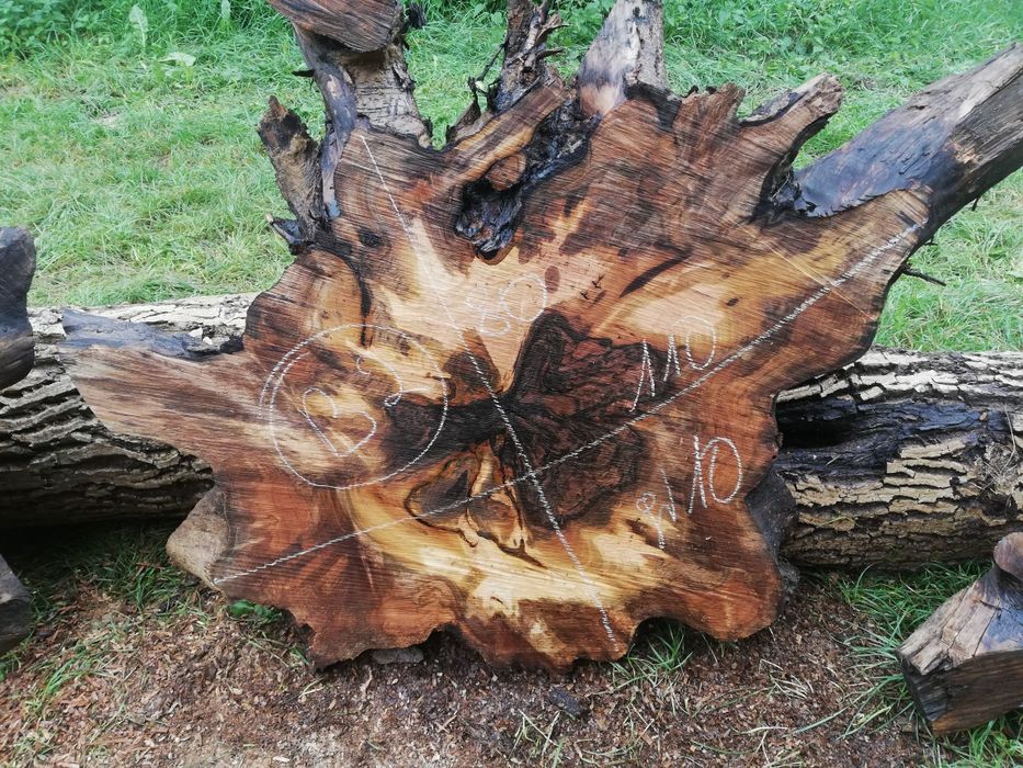 Plastry foszty deski orzech włoski jesion pod żywice