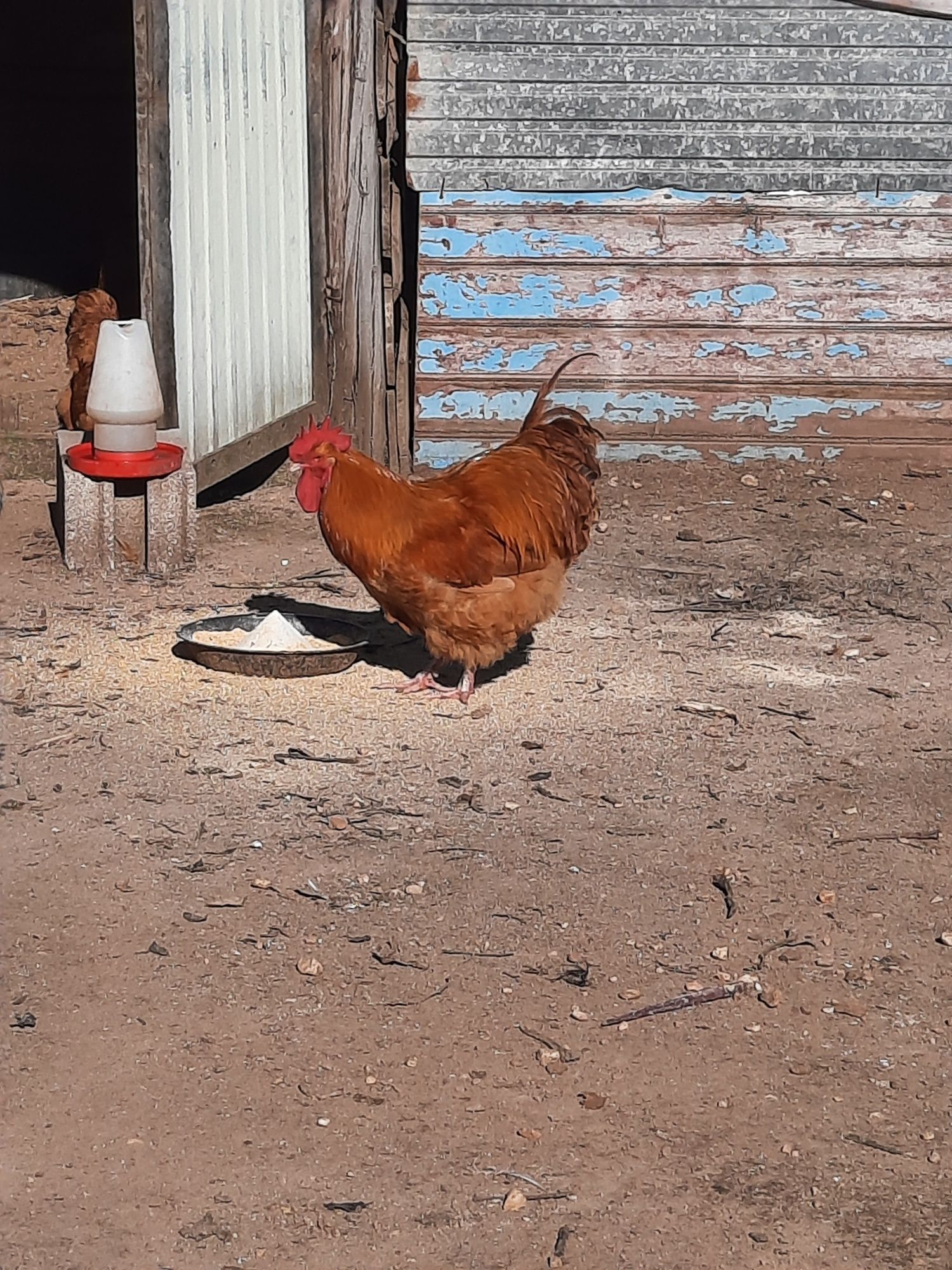 Galinhas de raça-ovos